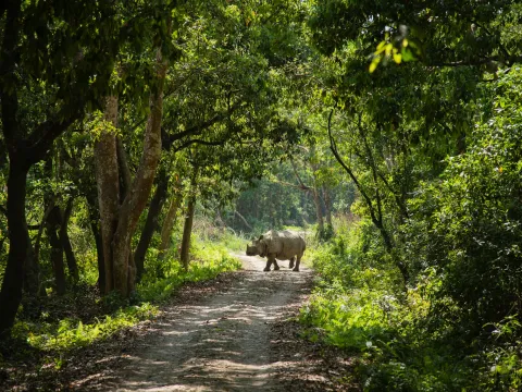 Wildlife Safari